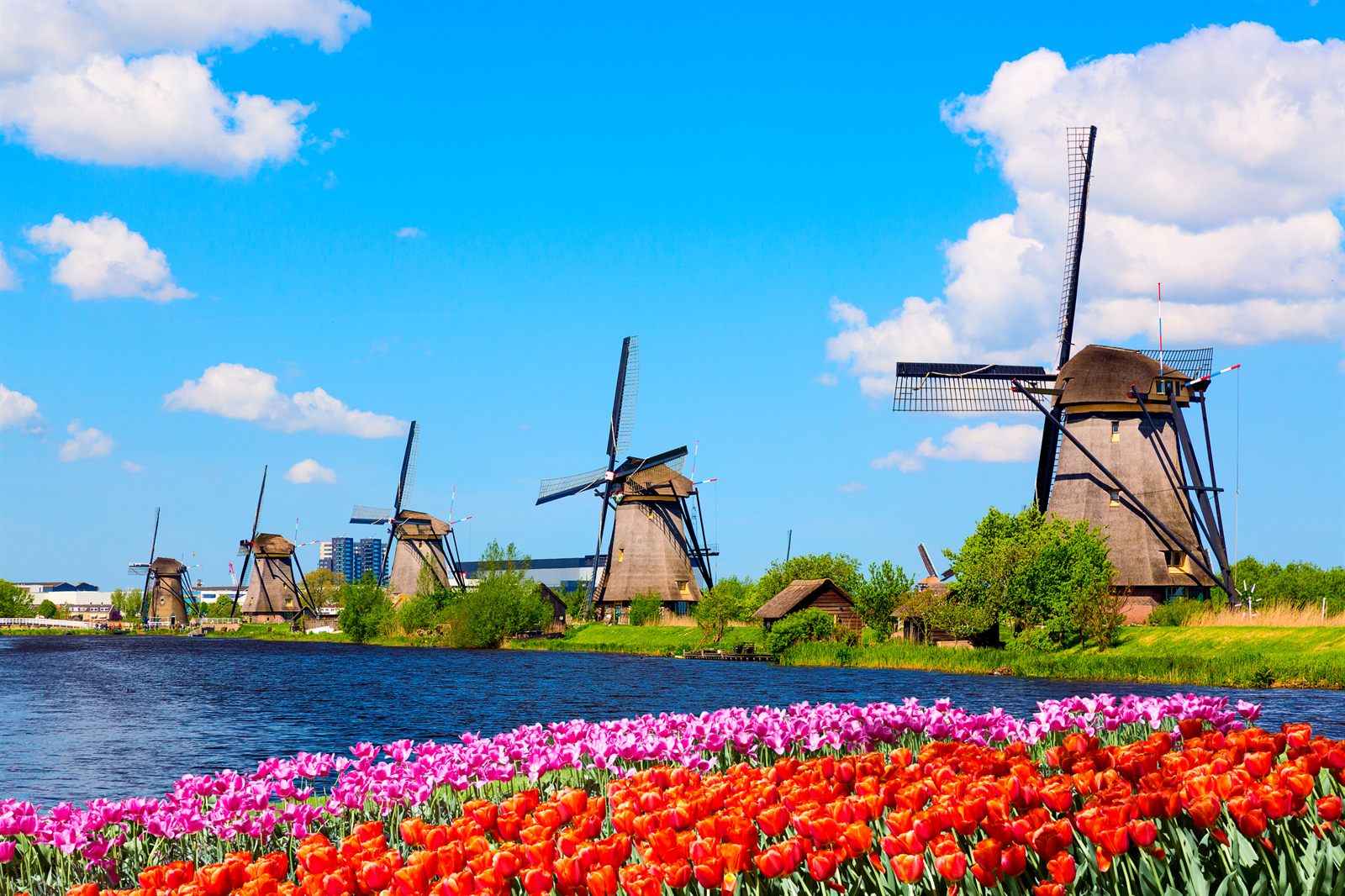 Windmills along a canal behind rows of red and pink tulips in Holland